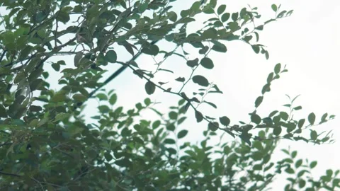 Tree Leaves Swaying Gently in the Wind Stock Footage 336962659