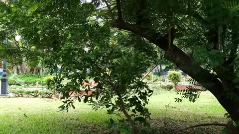 Tree Leaves Swaying in the heavy wind in the Garden Stock Footage 107822617