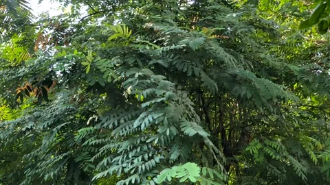 Tree leaves swaying Insert B-Roll Stock Footage 266974585
