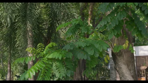 Tree Leaves Swaying in Light Wind, Outdoor Green Space Stock Footage 330709834