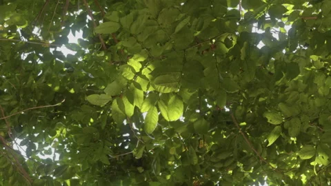 Tree Leaves swaying with sunlight filter through the canopy Stock Footage 292620065