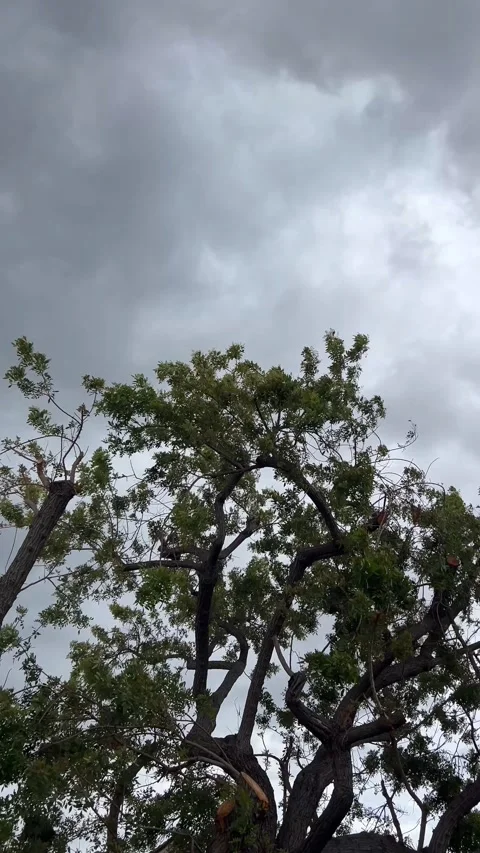 Tree Leaves Swaying in Wind Cloudy Sky Vertical 4K Nature Background 스톡 동영상 334154559