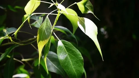 Tree Leaves Swaying In The Wind Stock Footage 78602373