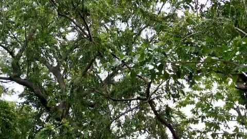 Tree Leaves Swaying in the wind Stock Footage 107822672