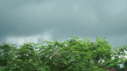 Tree Leaves Swaying in Wind Under Overcast Sky 스톡 동영상 334163450