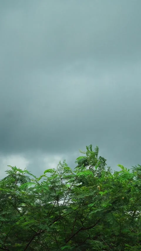 Tree Leaves Swaying in Wind Under Overcast Sky 스톡 동영상 334658084