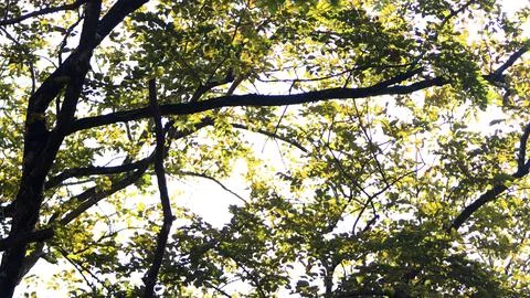 Tree leaves texture background , Tree brunch Stock Photos