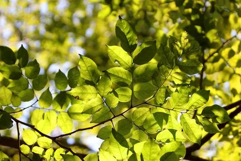 Tree leaves texture background , Tree brunch 스톡 사진