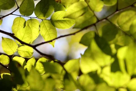 Tree leaves texture background , Tree brunch Stock Photos