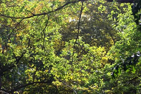 Tree leaves texture background , Tree brunch Stock Photos