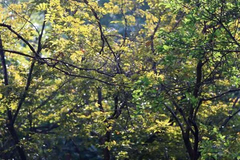 Tree leaves texture background , Tree brunch Stock Photos