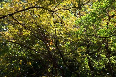 Tree leaves texture background , Tree brunch Stock Photos