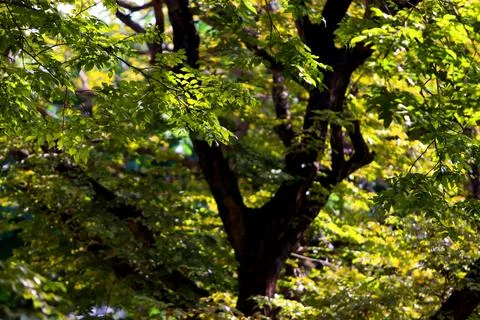 Tree leaves texture background , Tree brunch 스톡 사진