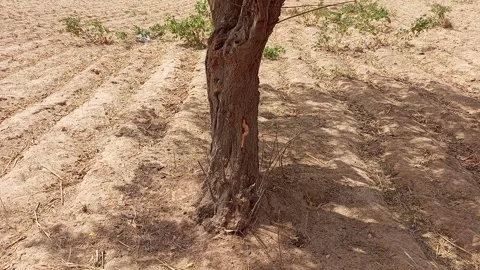 Tree Leaves Tilting Bottom To Top Farmland Kano Nigeria Stock Footage 331307905