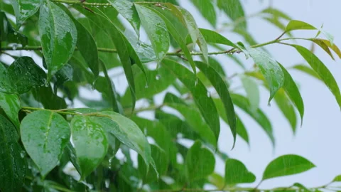 Tree Leaves Tossing in Heavy Rain and Strong Summer Wind Stock Footage 341859063