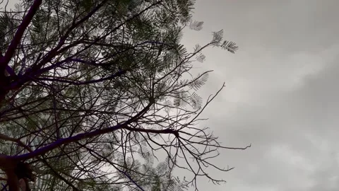 Tree leaves waiving clouds sky Stock Footage 231663601