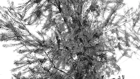 Tree leaves with wall background in monochrome, Chiangmai province Thailand. Stock Footage 283625585