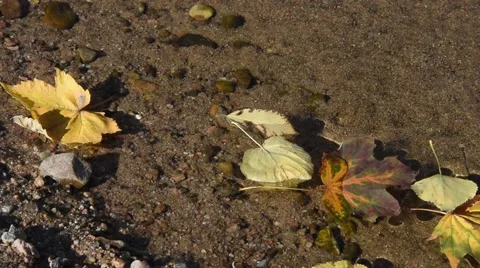 Tree leaves on the water surface Stock Footage 68319596