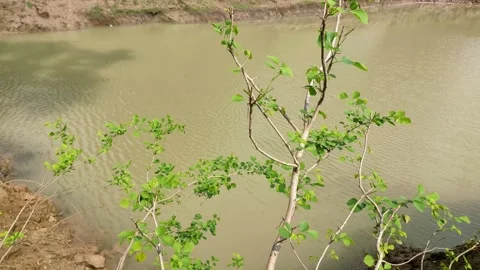 Tree leaves waving in wind flow on the side of a lake at bright daylight Stock Footage 131082386