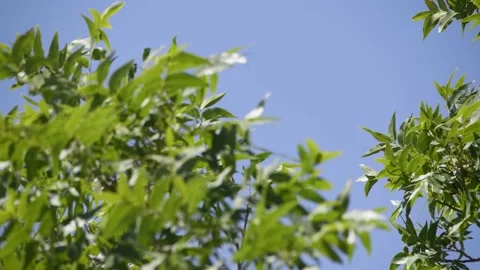 Tree Leaves Waving in Wind Peaceful Serene Meditation Birds Chirping Video stock 196399154