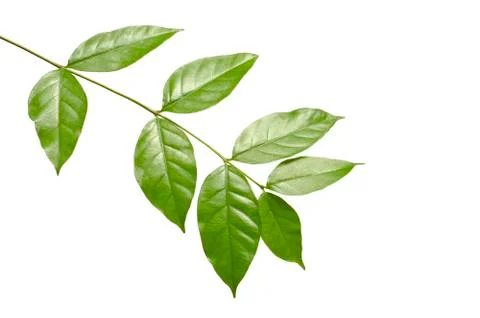 The tree leaves on the white background. The isolated green leaves with clipp 写真素材