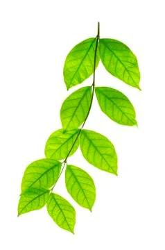 The tree leaves on the white background. The isolated green leaves with clipp Stock Photos