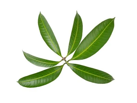 Tree leaves on white background Foto stock