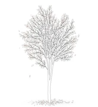 Tree with leaves on white background vector Stock Illustration