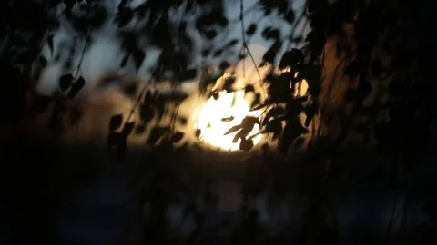 Tree leaves in the wind against the background of the sunset. Summertime. 库存影片 85395277