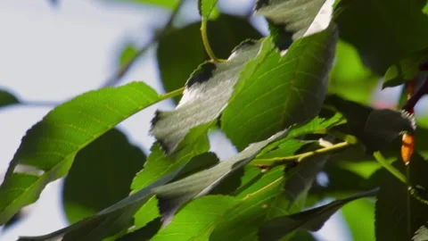 Tree leaves in the wind against the sky. Close-up 動画素材 136052524