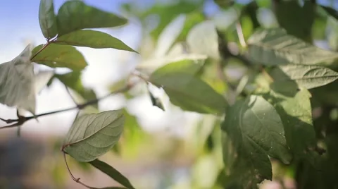 Tree leaves in the wind Stock Footage 47072988