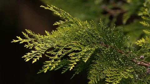 Tree leaves in the wind Stock Footage 71305234