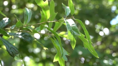 Tree Leaves In The Wind 스톡 동영상 154553613