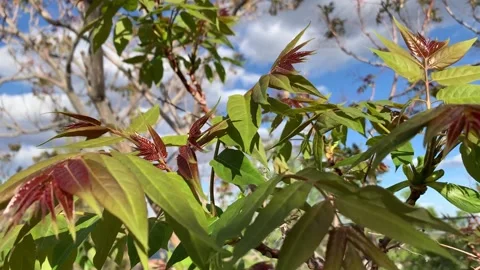 Tree Leaves in the Wind Stock Footage 164761055