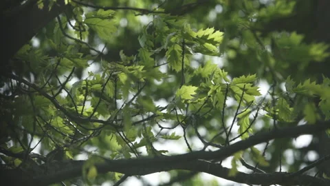 Tree Leaves in Wind - Long Lens - 120fps Stock Footage 131690027
