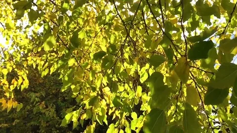 Tree Leaves On The Wind - Slow Motion Stock Footage 104684524