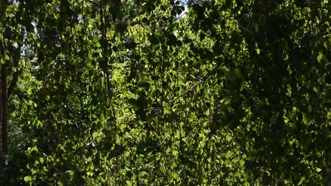 Tree leaves in the wind. Summer mood Stock Footage 131496293