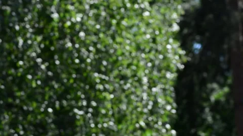 Tree leaves in the wind. Summer mood Stock Footage 131496378