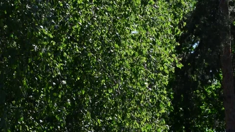 Tree leaves in the wind. Summer mood Stock Footage 131496398