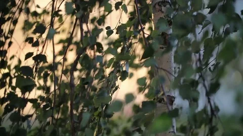 Tree leaves in the wind. Summertime. Stock Footage 85395305
