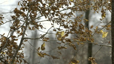 Tree leaves on a windy day in fall Stock Footage 146514610