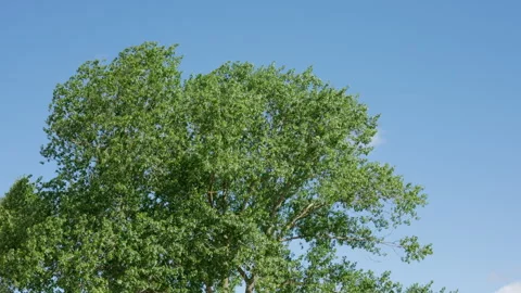 Tree leaves in the windy day. Stock Footage 315434875