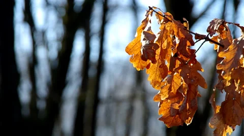 Tree leaves in the winter Stock-Footage 35117243