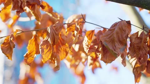 Tree leaves in the winter, whiff in the wind. Stock Footage 147113515