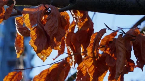 Tree leaves in the winter, whiff in the wind. Stock Footage 147113529