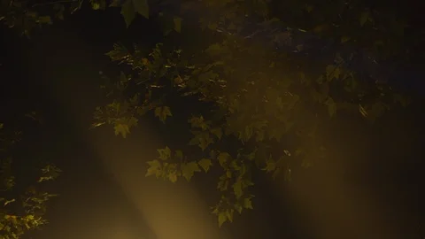 Tree leaves in yellow light at night Stock Footage 125790879