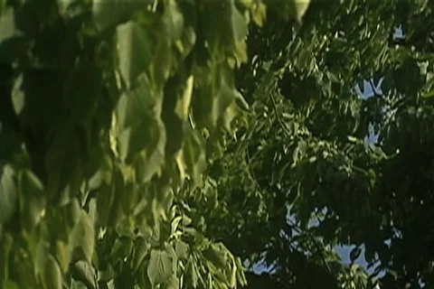 Tree Leaves Zoom-In Video stock 706501
