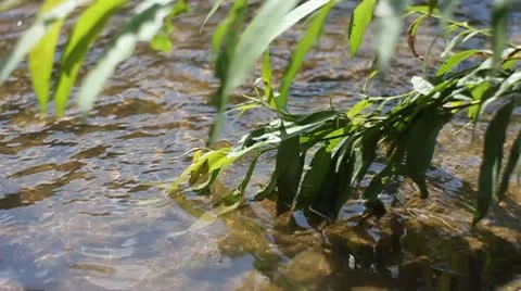 Tree leawes in a stream Stock Footage 8989471