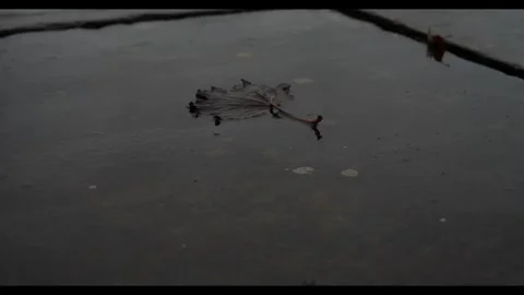 Tree leef on wet tile, VLOG, 24fps, 4k Stock Footage 277231367