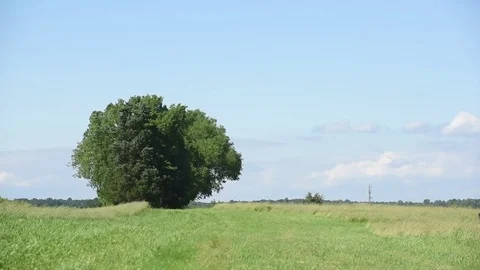 Tree left framed with high winds Stock Footage 76006699